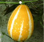 Rare and exotic pumpkin seeds